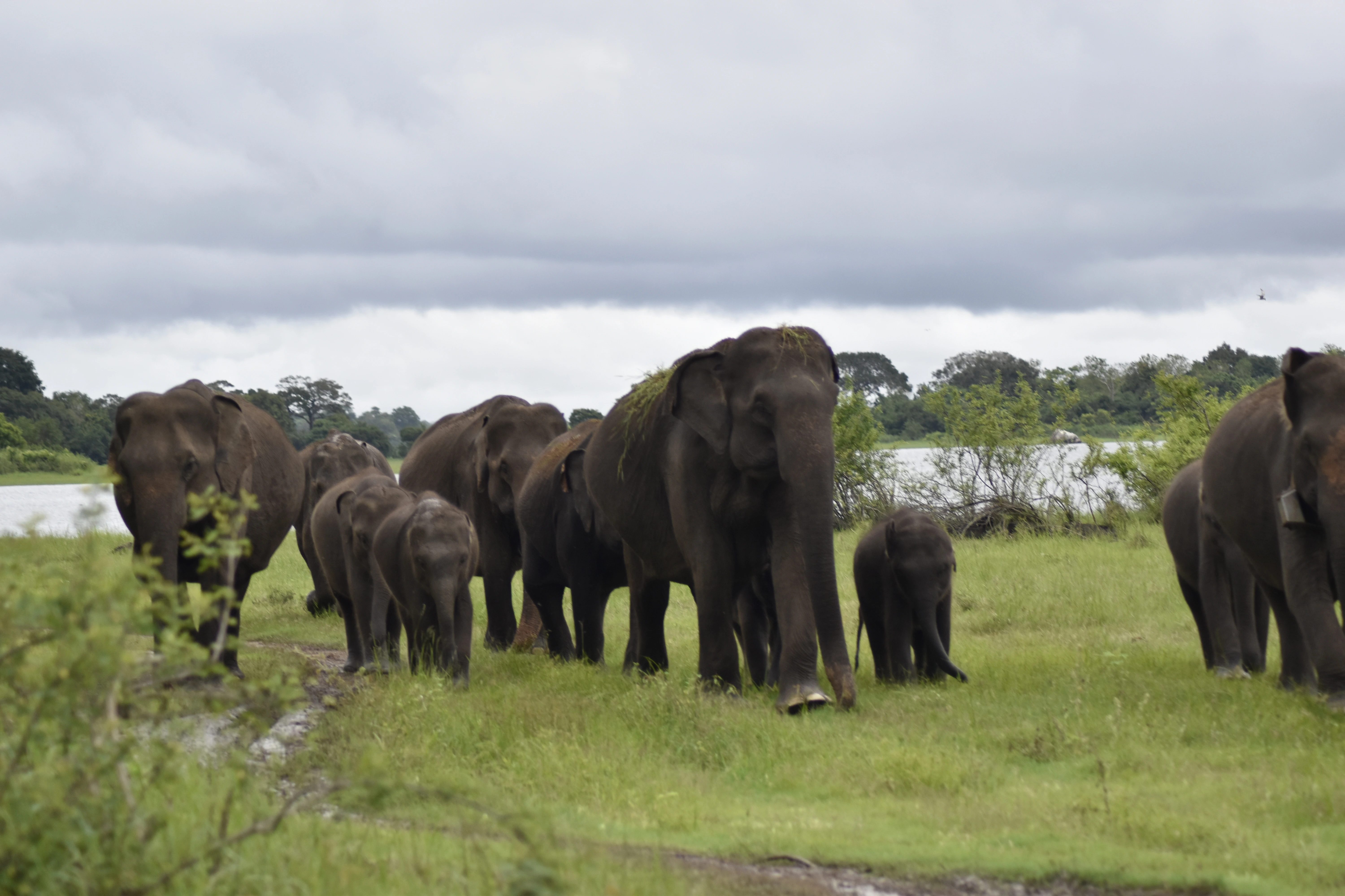 Minneriya National Park